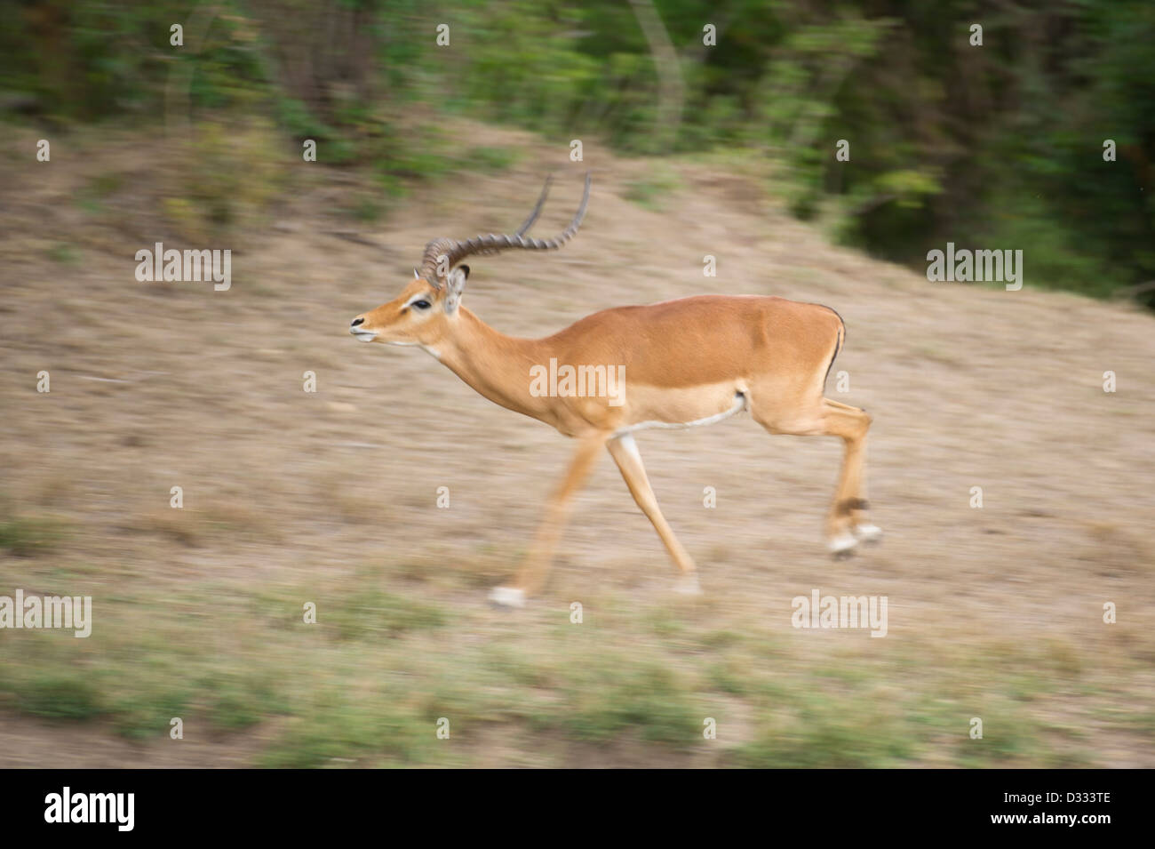 Impala (Aepyceros melampus), Maasai Mara National Reserve, Kenya Banque D'Images