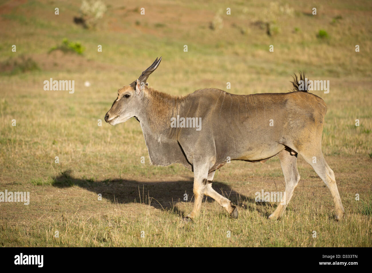 (Tragelaphus oryx éland commun), Maasai Mara National Reserve, Kenya Banque D'Images
