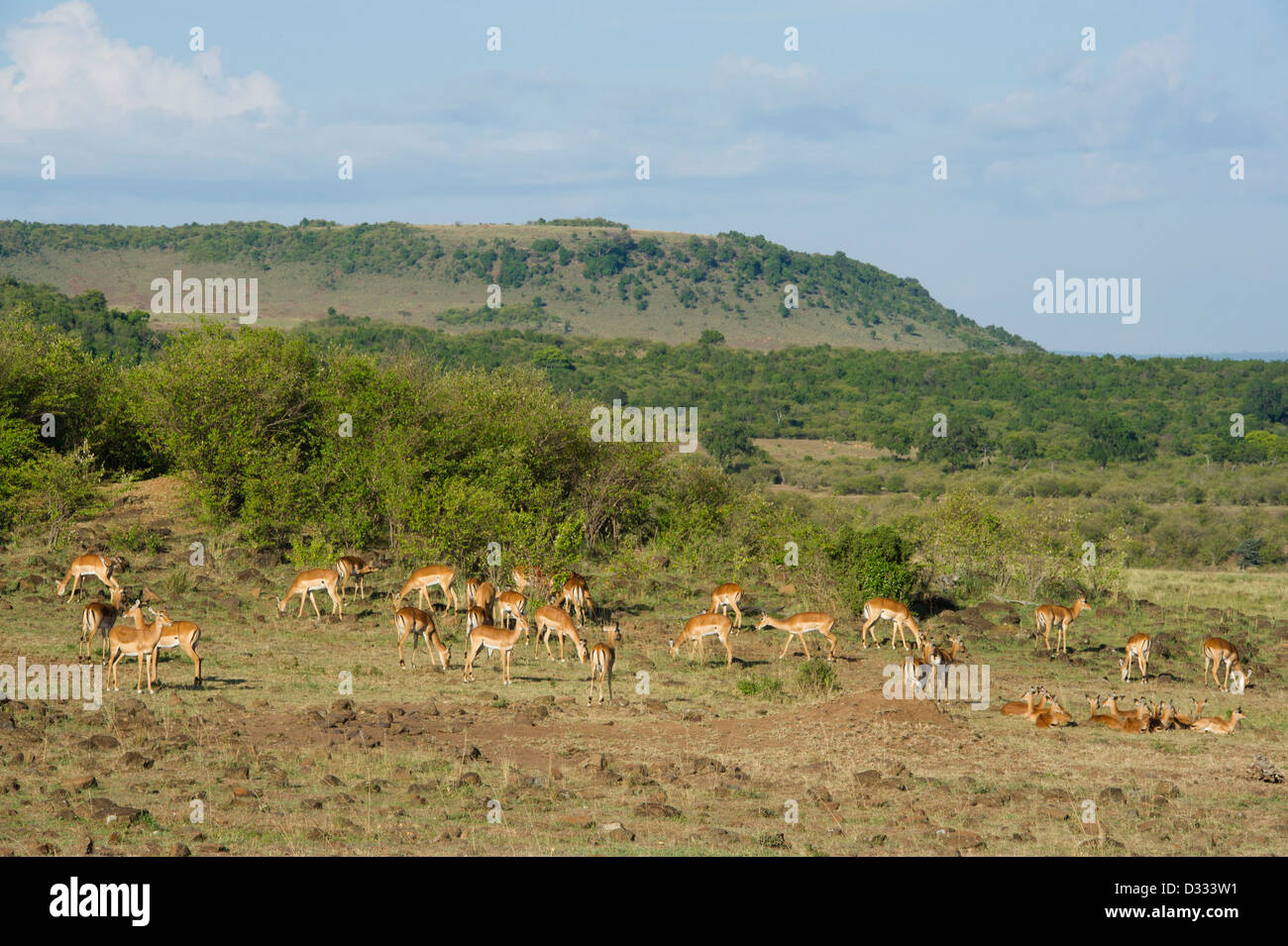 Impala (Aepyceros melampus), Maasai Mara National Reserve, Kenya Banque D'Images