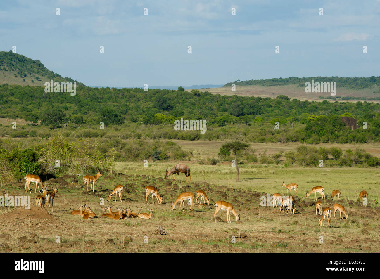 Impala (Aepyceros melampus), Maasai Mara National Reserve, Kenya Banque D'Images