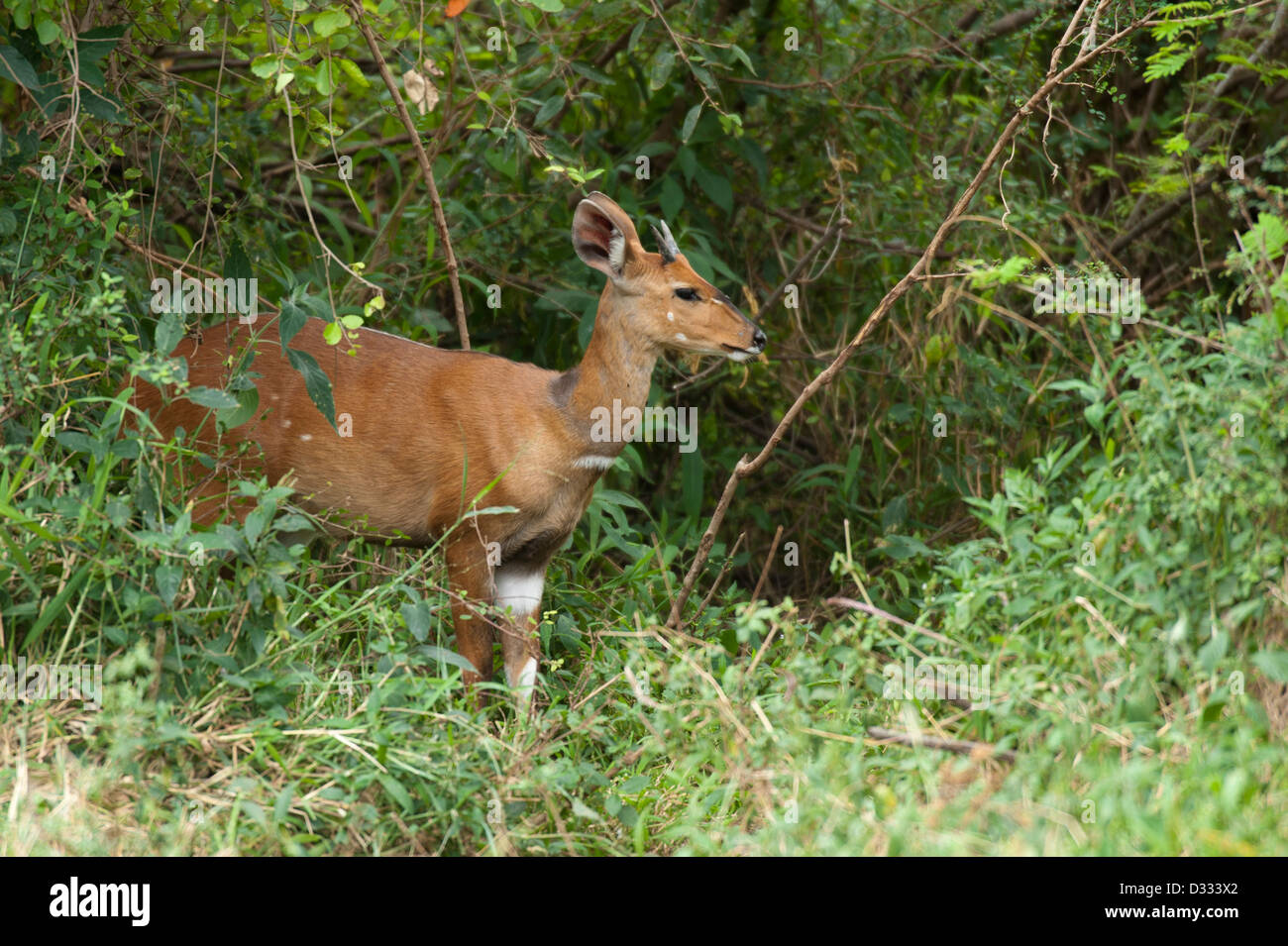 Bushbuck (Tragelaphus scriptus), Maasai Mara National Reserve, Kenya Banque D'Images