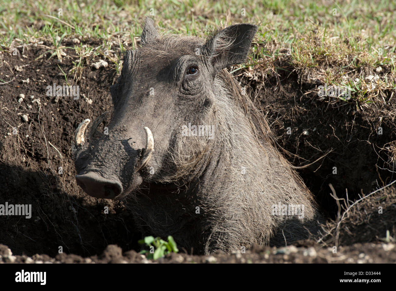 Phacochère (Phacochoerus africanus), Maasai Mara National Reserve, Kenya Banque D'Images