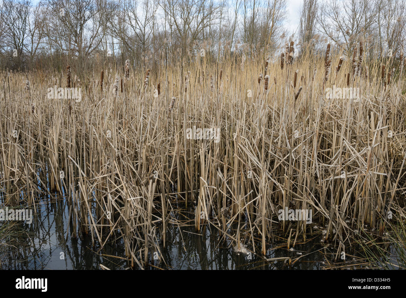 Habitats humides et les carex et bullrush la plantation. Régime d'atténuation des crues de la rivière Quaggy, Sutcliffe Park, Londres, UK. Banque D'Images