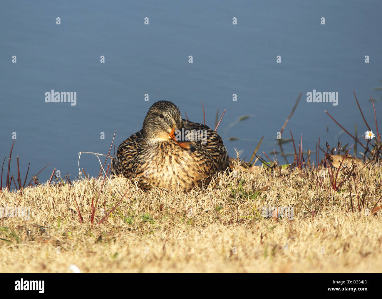 Une femelle Canard colvert réside sur la rive au bord d'un étang. Banque D'Images