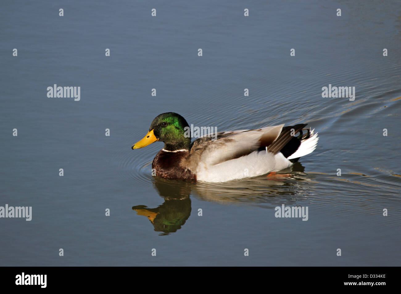Un Canard colvert mâle coloré nage dans un petit étang d'eau douce. Banque D'Images