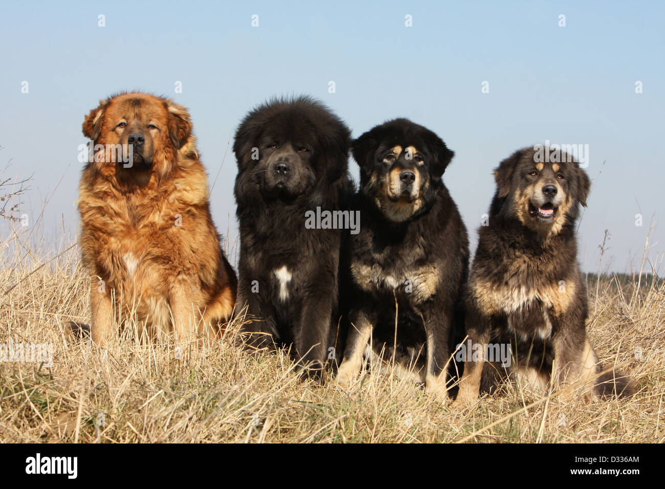 Chien de Mastiff tibétain / do-khyi / Tibetdogge quatre adultes différentes couleurs assis dans un pré Banque D'Images