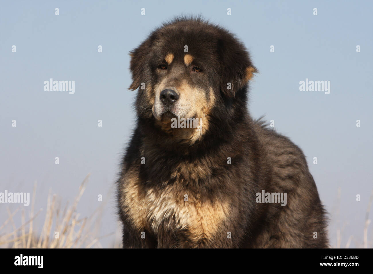 Chien de Mastiff tibétain / do-khyi / Tibetdogge portrait adultes Banque D'Images