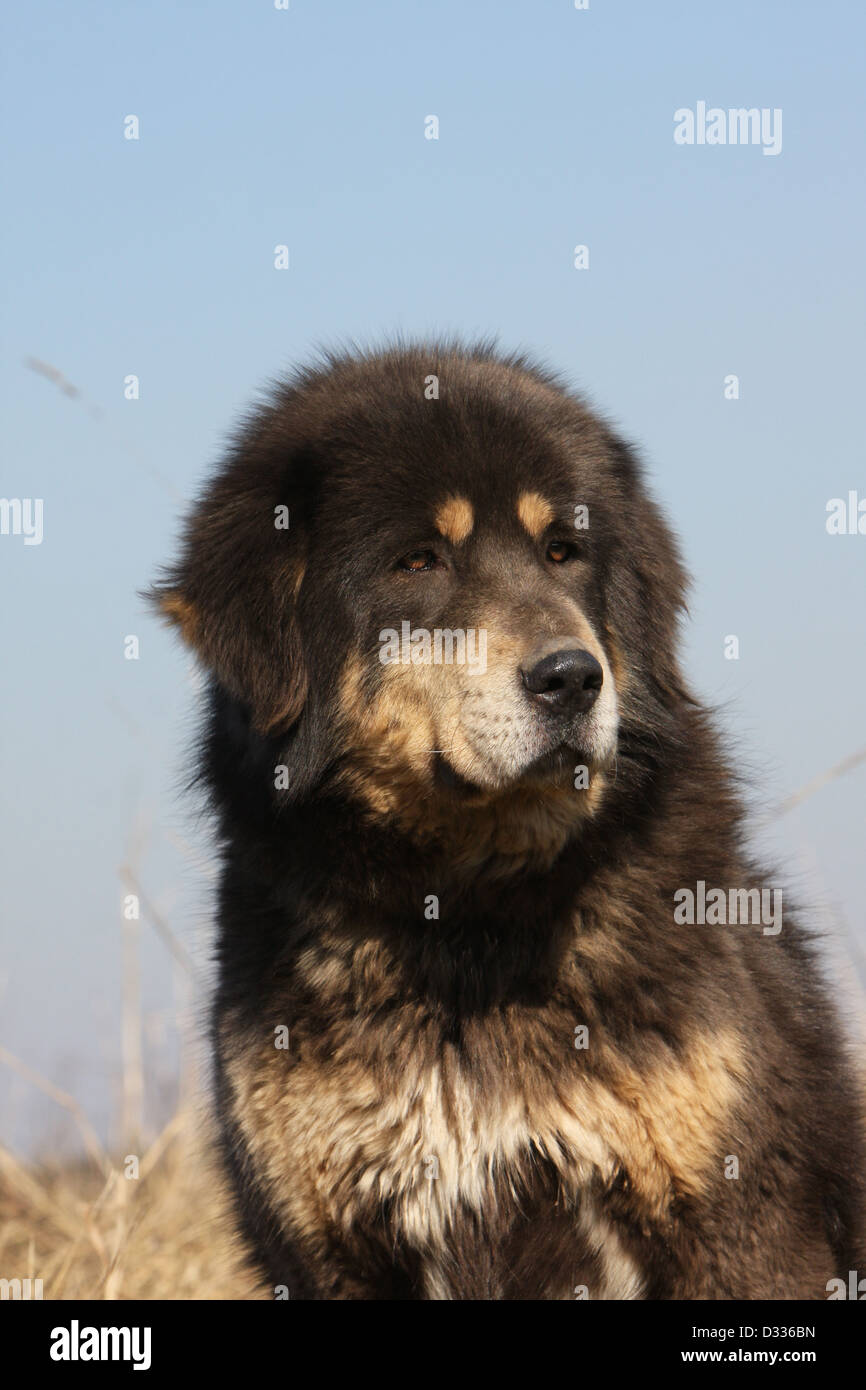 Chien de Mastiff tibétain / do-khyi / Tibetdogge portrait adultes Banque D'Images