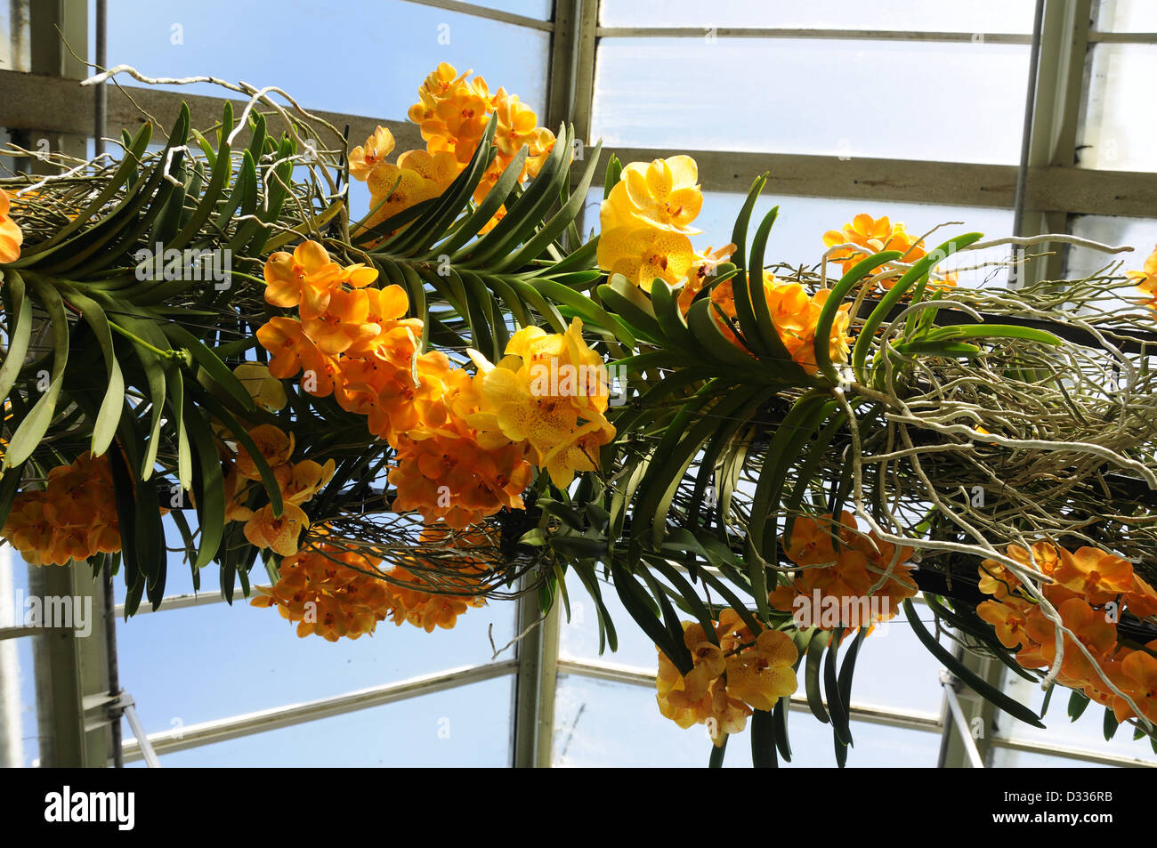 London, UK, 7 février 2013. Les orchidées Vanda suspendue à un mur Photo  Stock - Alamy