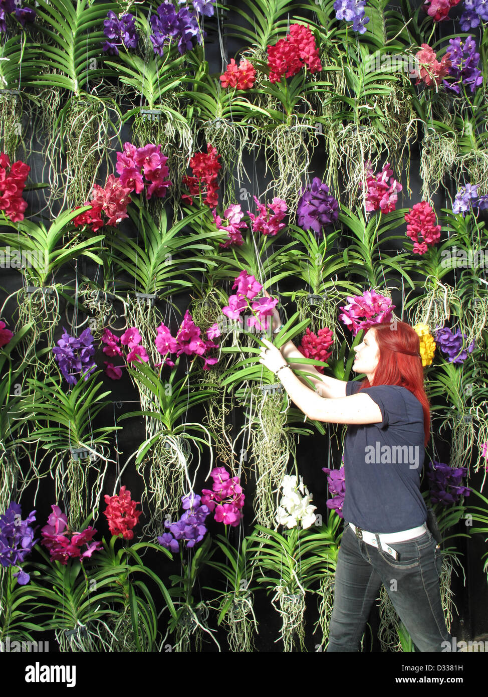 London, UK, 7 février 2013. Les orchidées Vanda suspendue à un mur Photo  Stock - Alamy