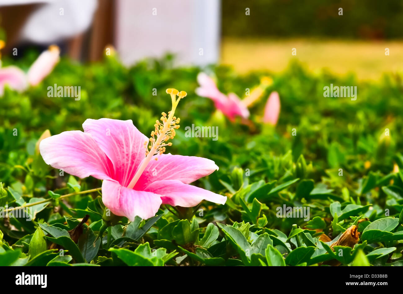 Hibiscus rose de Chine Banque D'Images