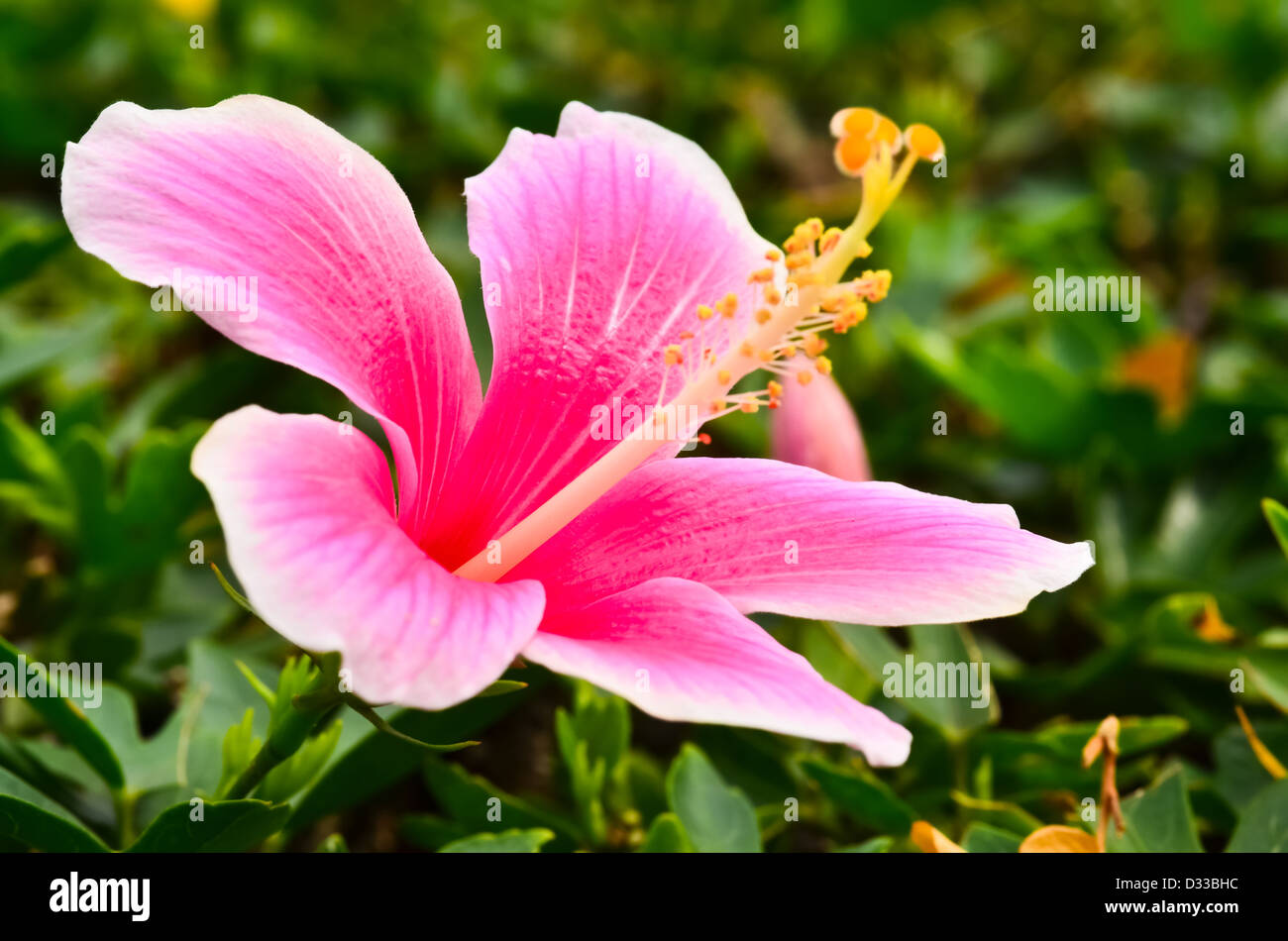 Fleur d'hibiscus rose Banque D'Images