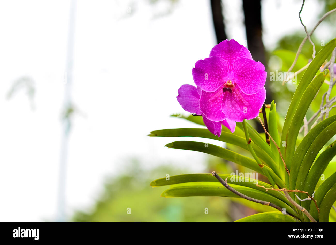 Au vu morinng orchidée rose. Banque D'Images