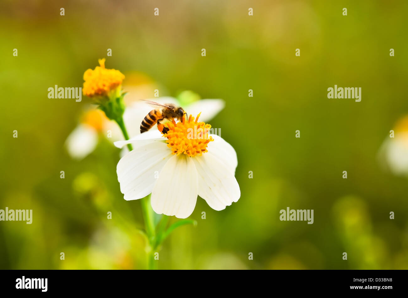 Essaim d'abeilles fleurs. Banque D'Images