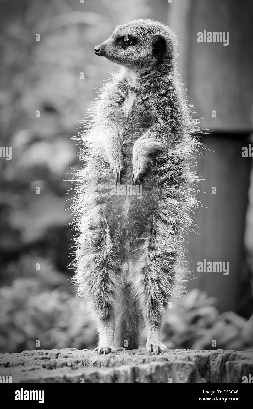 Un meerkat debout au Zoo de Paignton au Royaume-Uni Banque D'Images