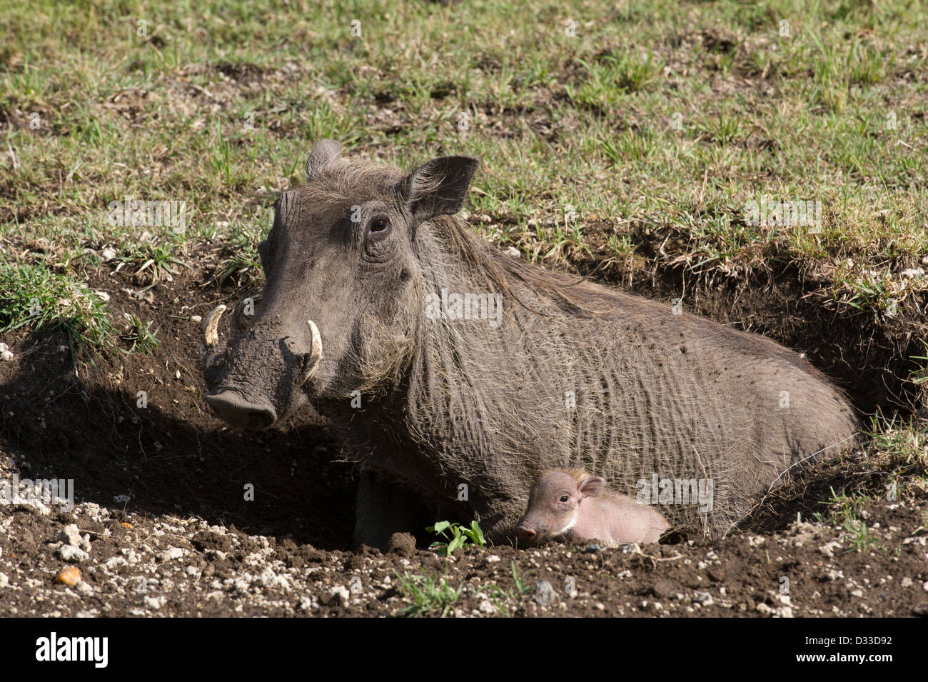 Phacochère (Phacochoerus africanus) avec bébé, Maasai Mara National Reserve, Kenya Banque D'Images