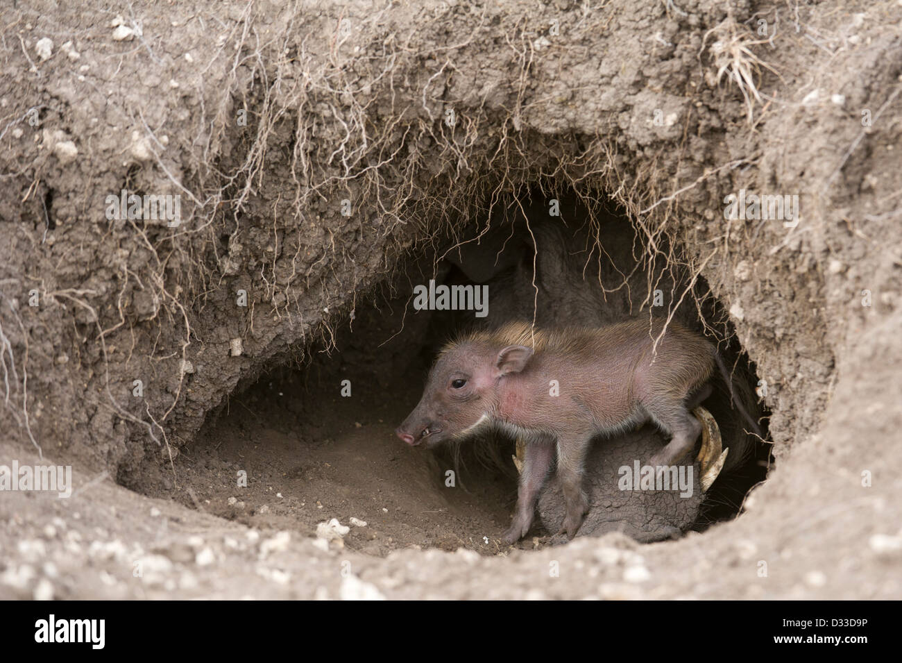 Phacochère (Phacochoerus africanus) avec bébé, Maasai Mara National Reserve, Kenya Banque D'Images