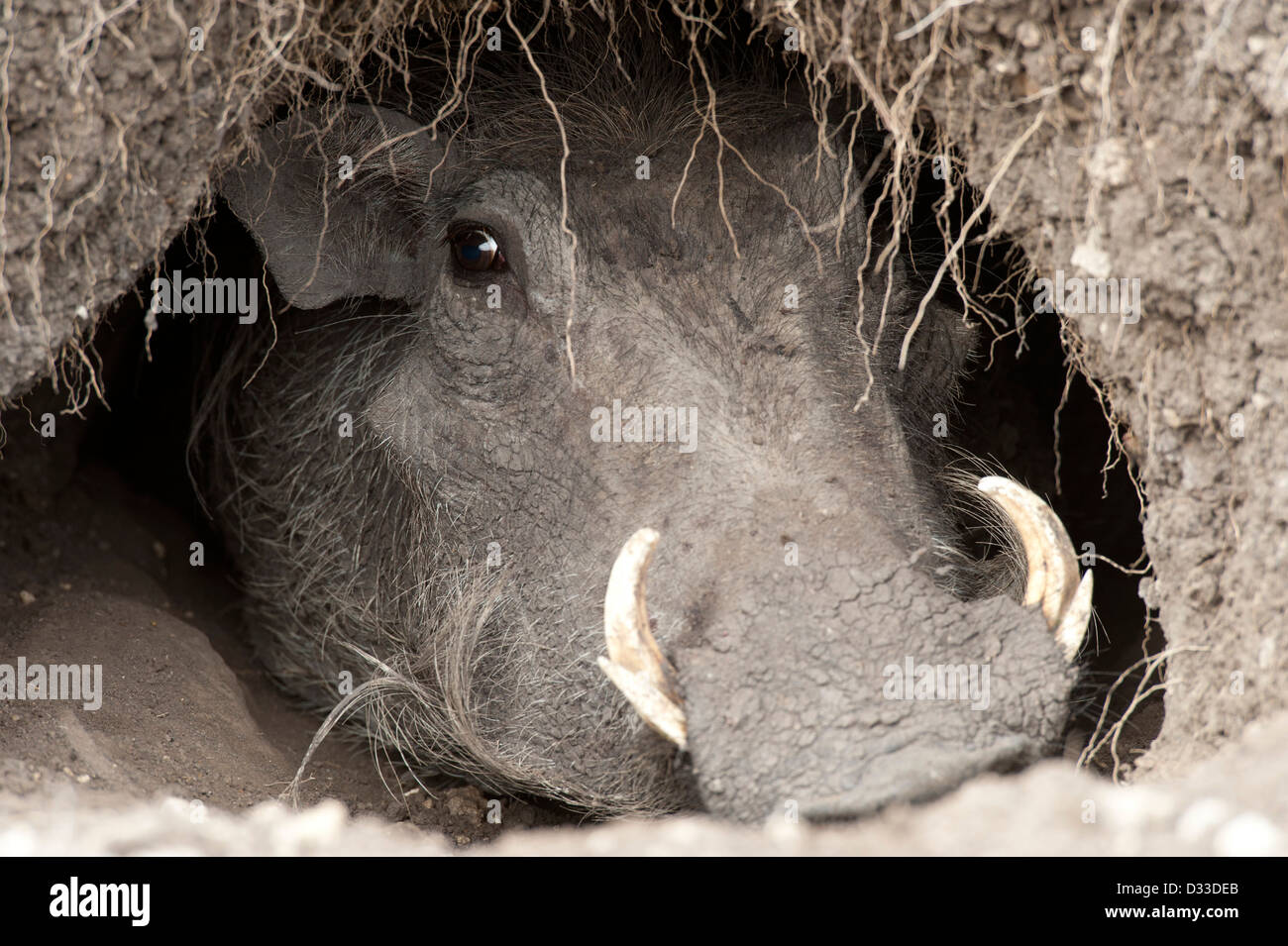 Phacochère (Phacochoerus africanus), Maasai Mara National Reserve, Kenya Banque D'Images