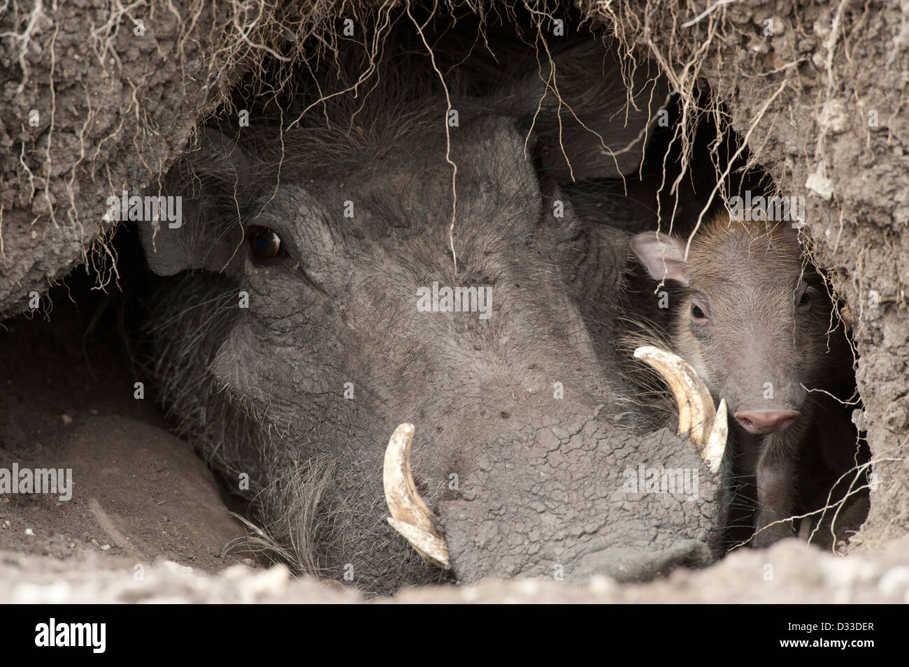 Phacochère (Phacochoerus africanus) avec bébé, Maasai Mara National Reserve, Kenya Banque D'Images