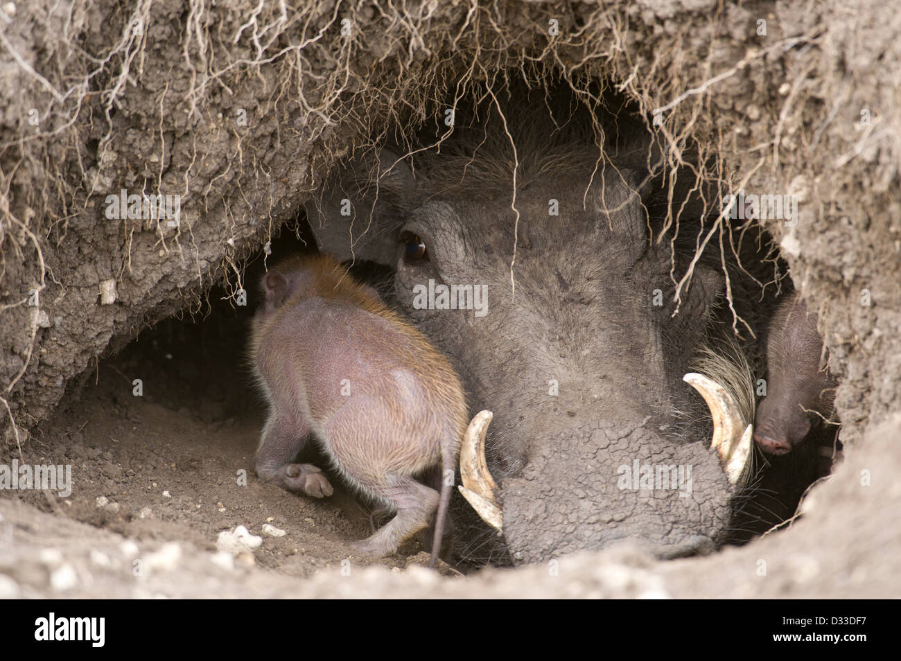 Phacochère (Phacochoerus africanus) avec bébé, Maasai Mara National Reserve, Kenya Banque D'Images