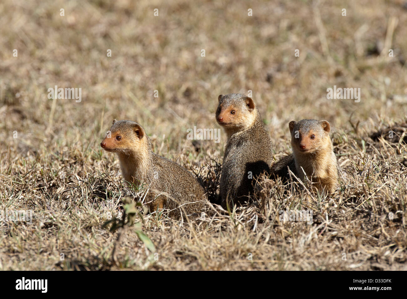 Mangoustes naines ( Helogale hirtula), Maasai Mara National Reserve, Kenya Banque D'Images