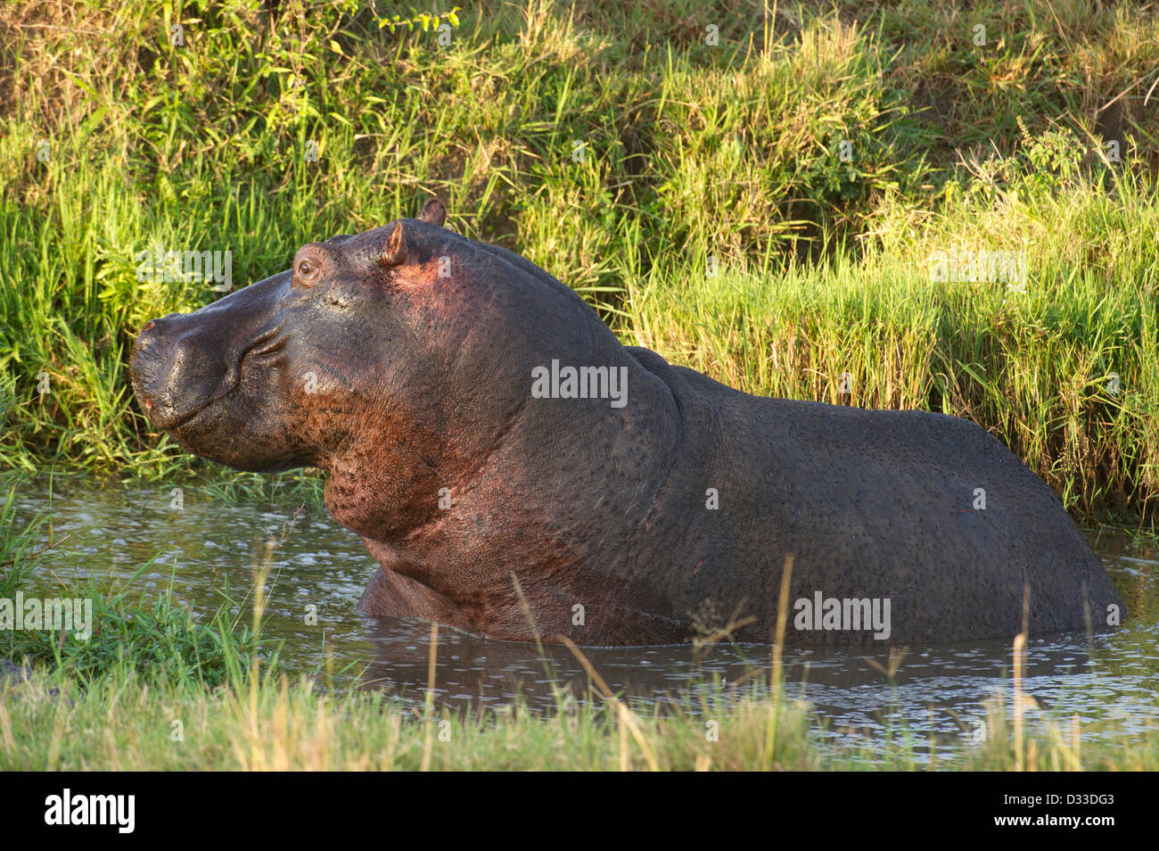Hippopotame (Hippopotamus amphibius), Maasai Mara National Reserve, Kenya Banque D'Images
