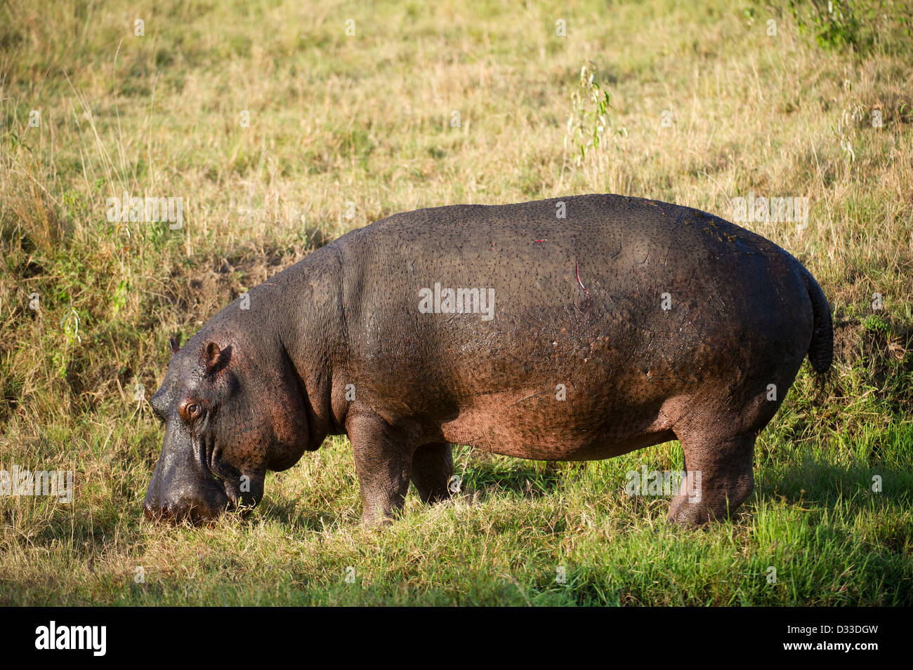 Hippopotame (Hippopotamus amphibius), Maasai Mara National Reserve, Kenya Banque D'Images