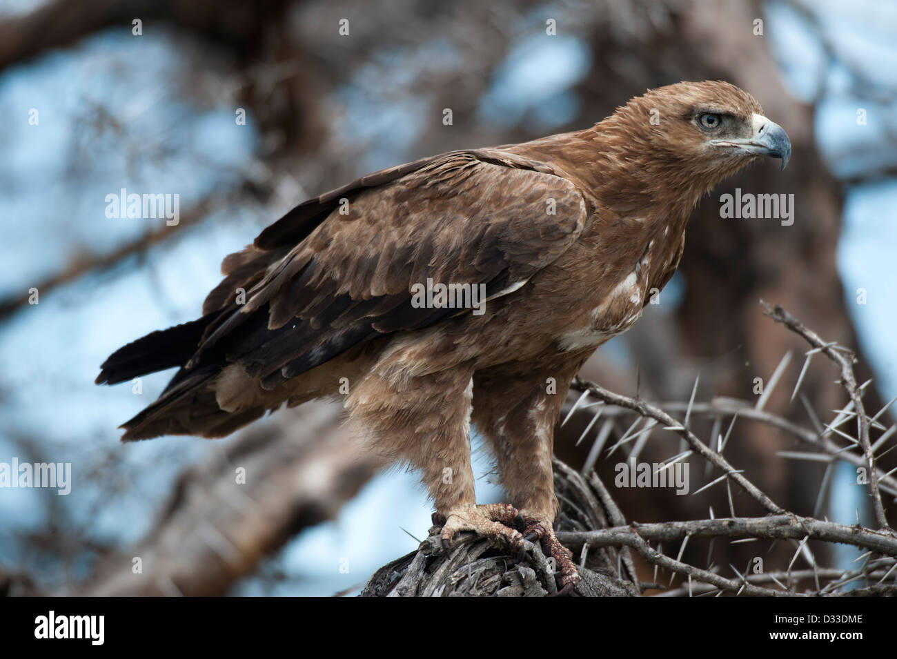 Aigle (Aquila rapax), Maasai Mara National Reserve, Kenya Banque D'Images