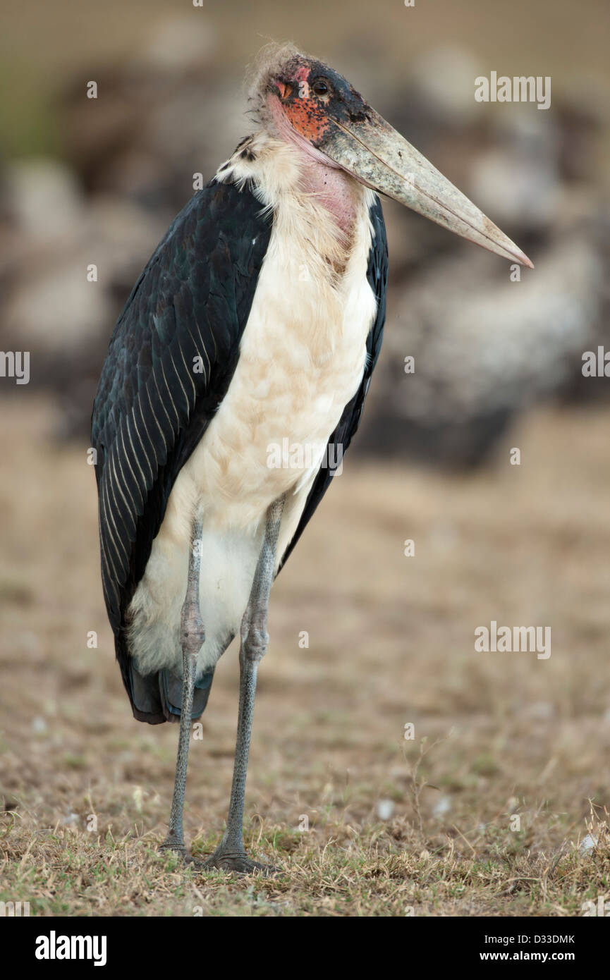 Flamant rose (Phoenicopterus ruber crumeniferus Marabou Stork, Maasai Mara National Reserve, Kenya Banque D'Images
