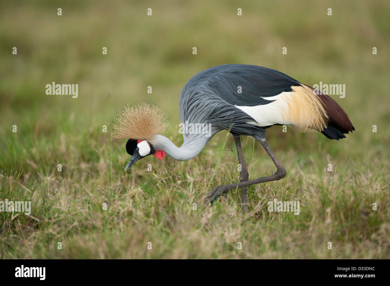 Grue couronnée grise (Balearica regulorum), Maasai Mara National Reserve, Kenya Banque D'Images
