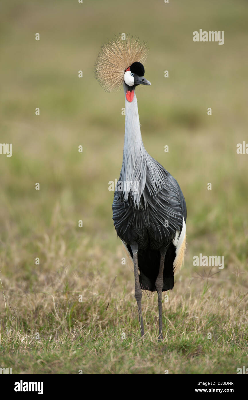 Grue couronnée grise (Balearica regulorum), Maasai Mara National Reserve, Kenya Banque D'Images