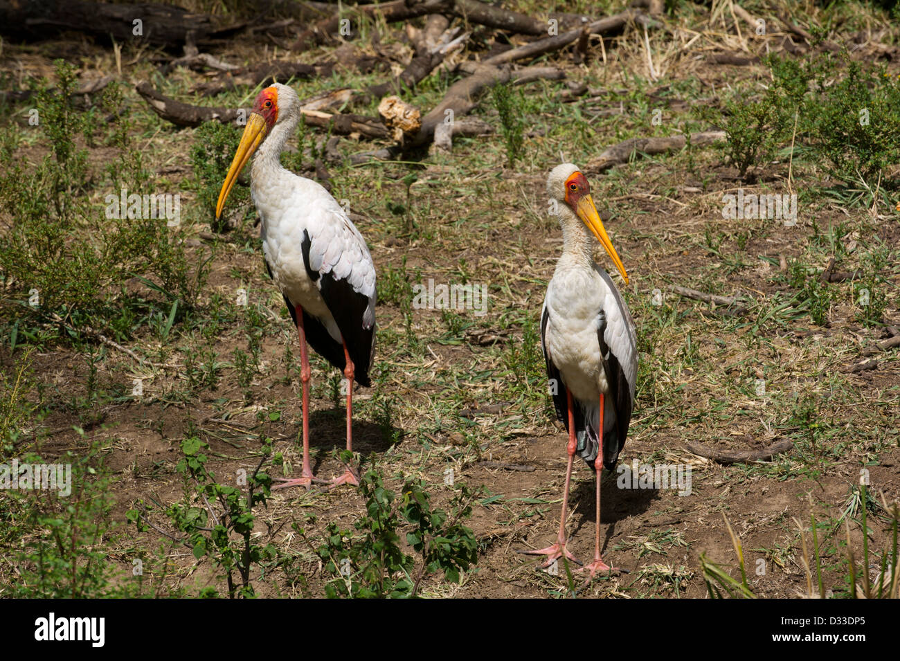 Yellow-billed Stork, Mycteria ibis, Maasai Mara National Reserve, Kenya Banque D'Images