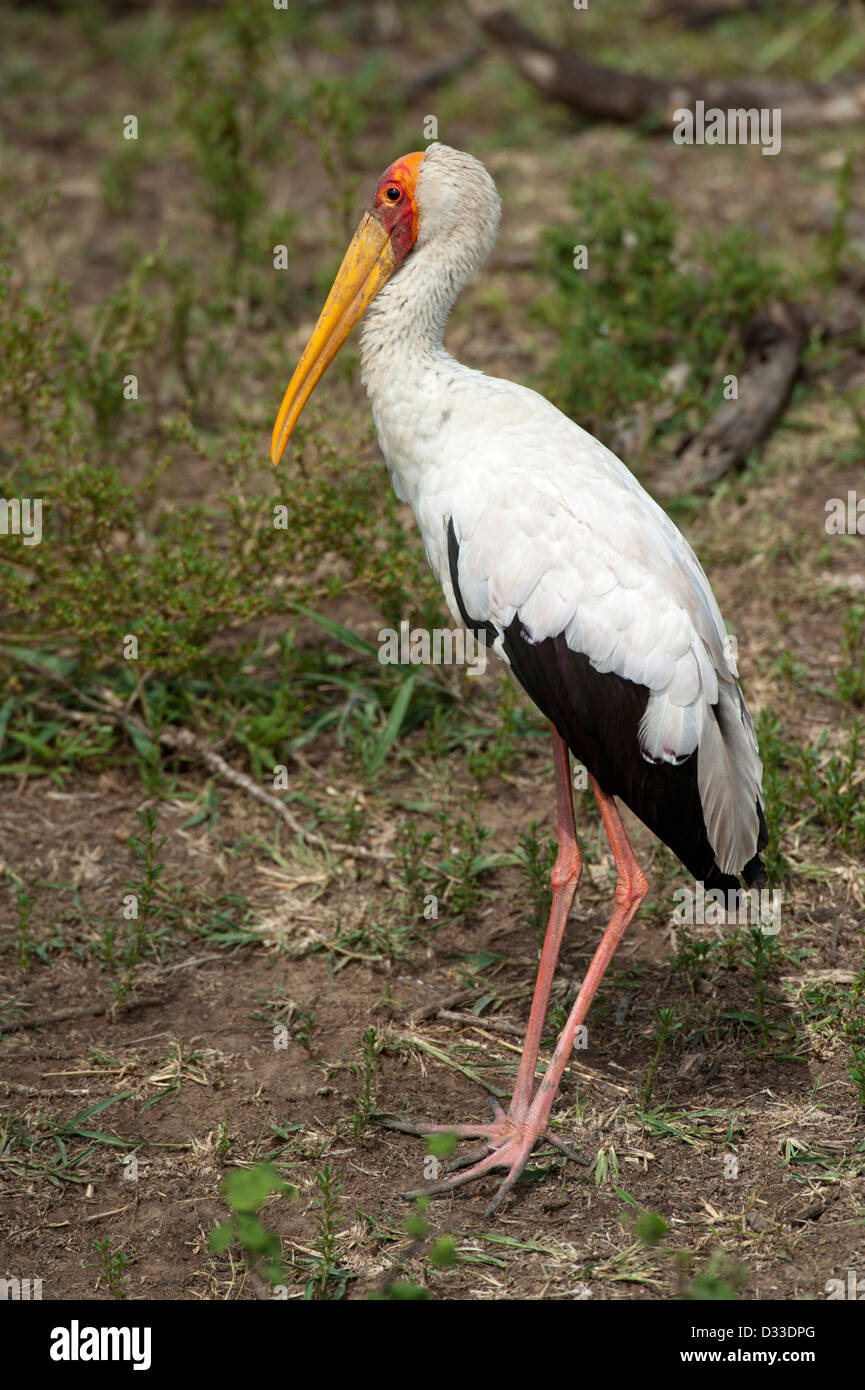 Yellow-billed Stork, Mycteria ibis, Maasai Mara National Reserve, Kenya Banque D'Images