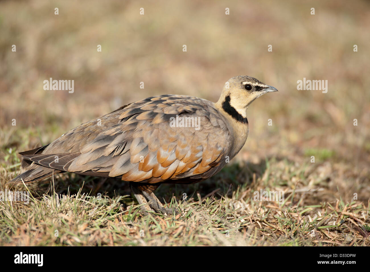 Ganga à gorge jaune, Pterocles gutturalis, Maasai Mara National Reserve, Kenya Banque D'Images