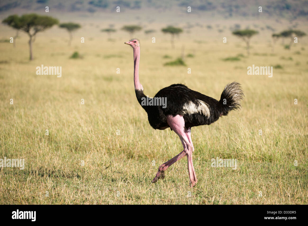 Bruant des neiges, Plectrophenax nivalis, Maasai Mara National Reserve, Kenya Banque D'Images