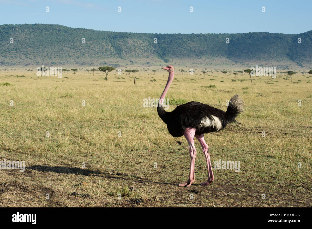 Bruant des neiges, Plectrophenax nivalis, Maasai Mara National Reserve, Kenya Banque D'Images