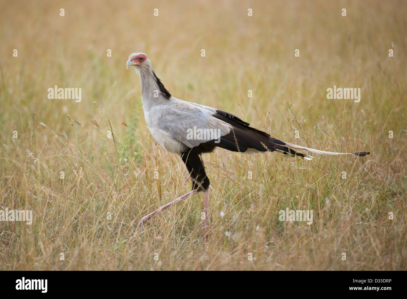 Secretarybird (Sagittarius serpentarius), Maasai Mara National Reserve, Kenya Banque D'Images
