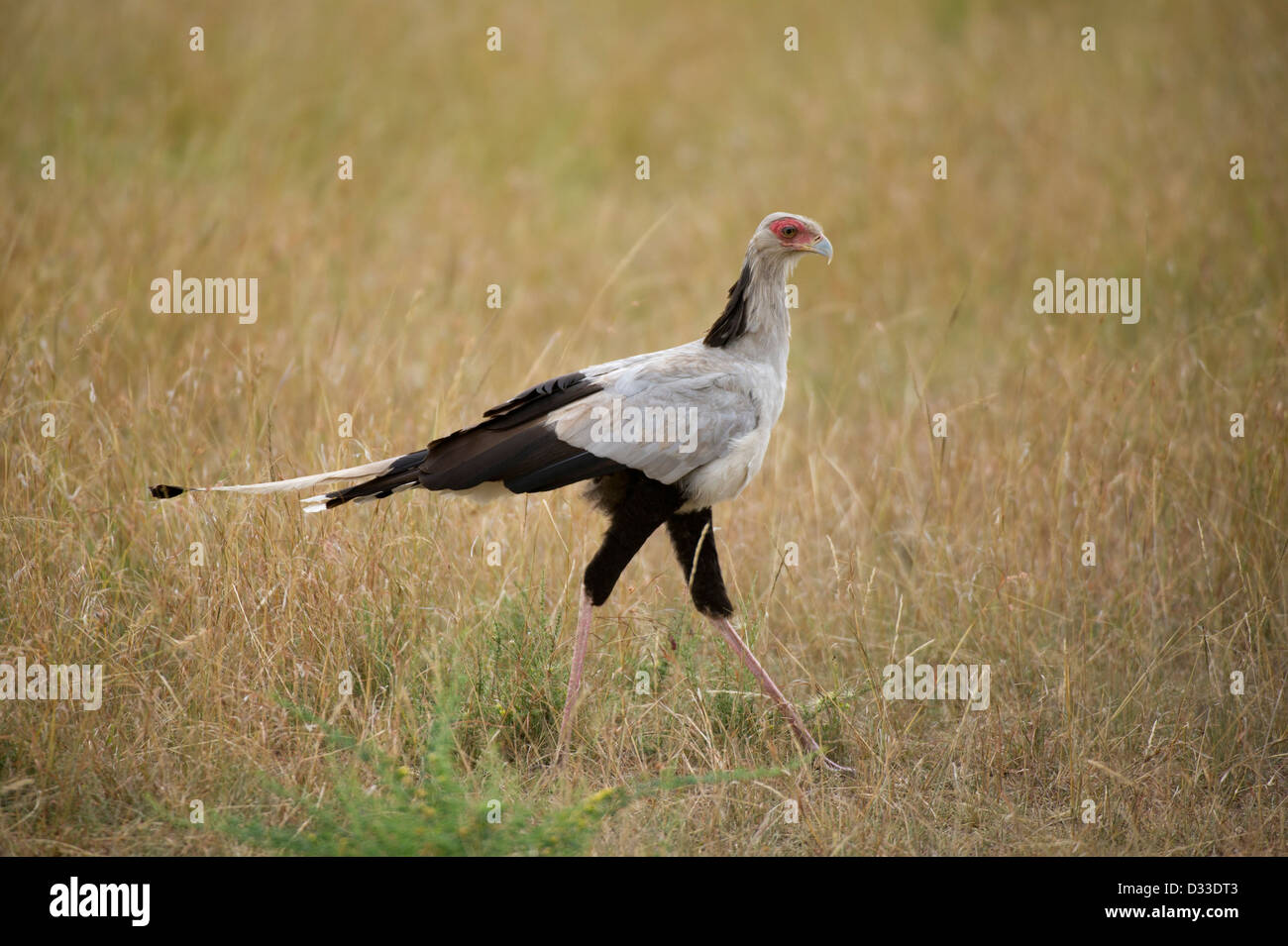Secretarybird (Sagittarius serpentarius), Maasai Mara National Reserve, Kenya Banque D'Images