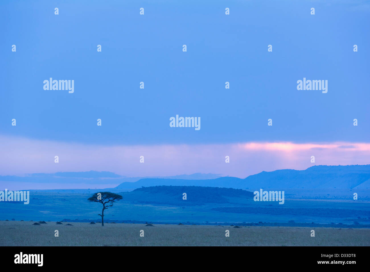 Crépuscule, Maasai Mara National Reserve, Kenya Banque D'Images