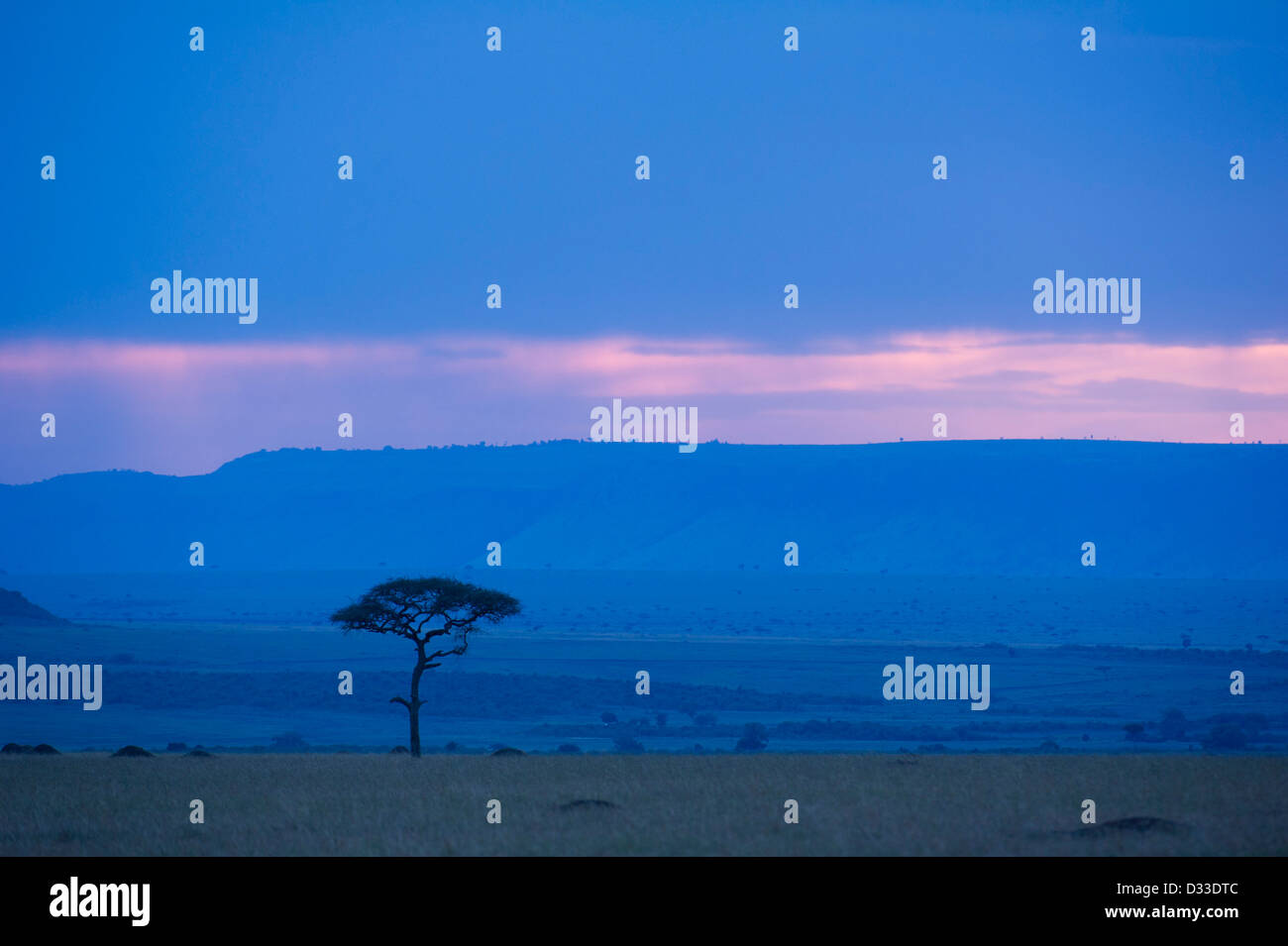 Crépuscule, Maasai Mara National Reserve, Kenya Banque D'Images