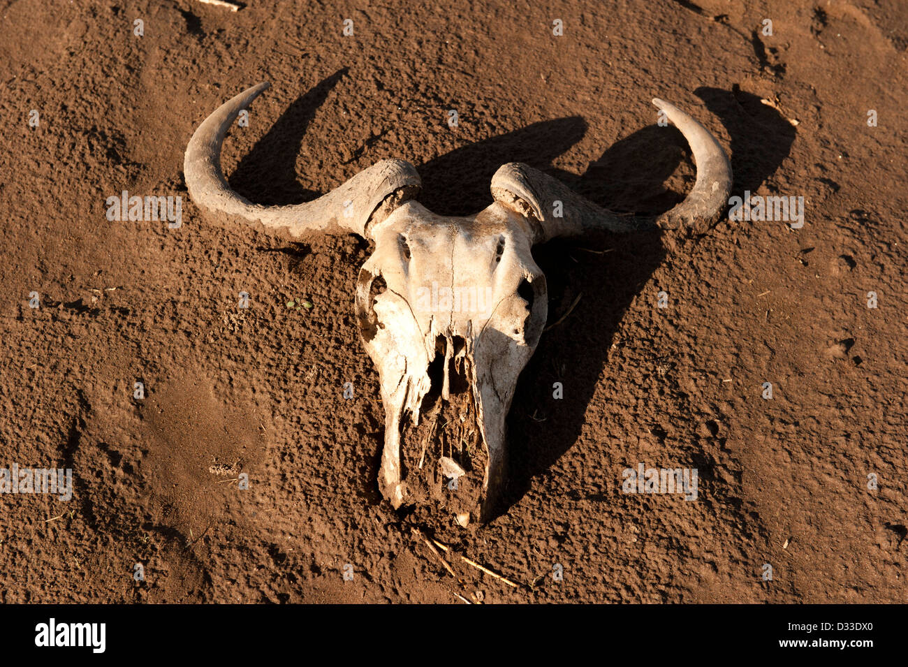 Le Gnou bleu crâne, Maasai Mara National Reserve, Kenya Banque D'Images