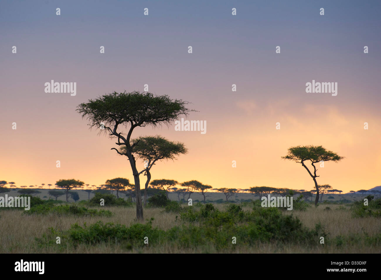Ciel d'orage au crépuscule, Maasai Mara National Reserve, Kenya Banque D'Images