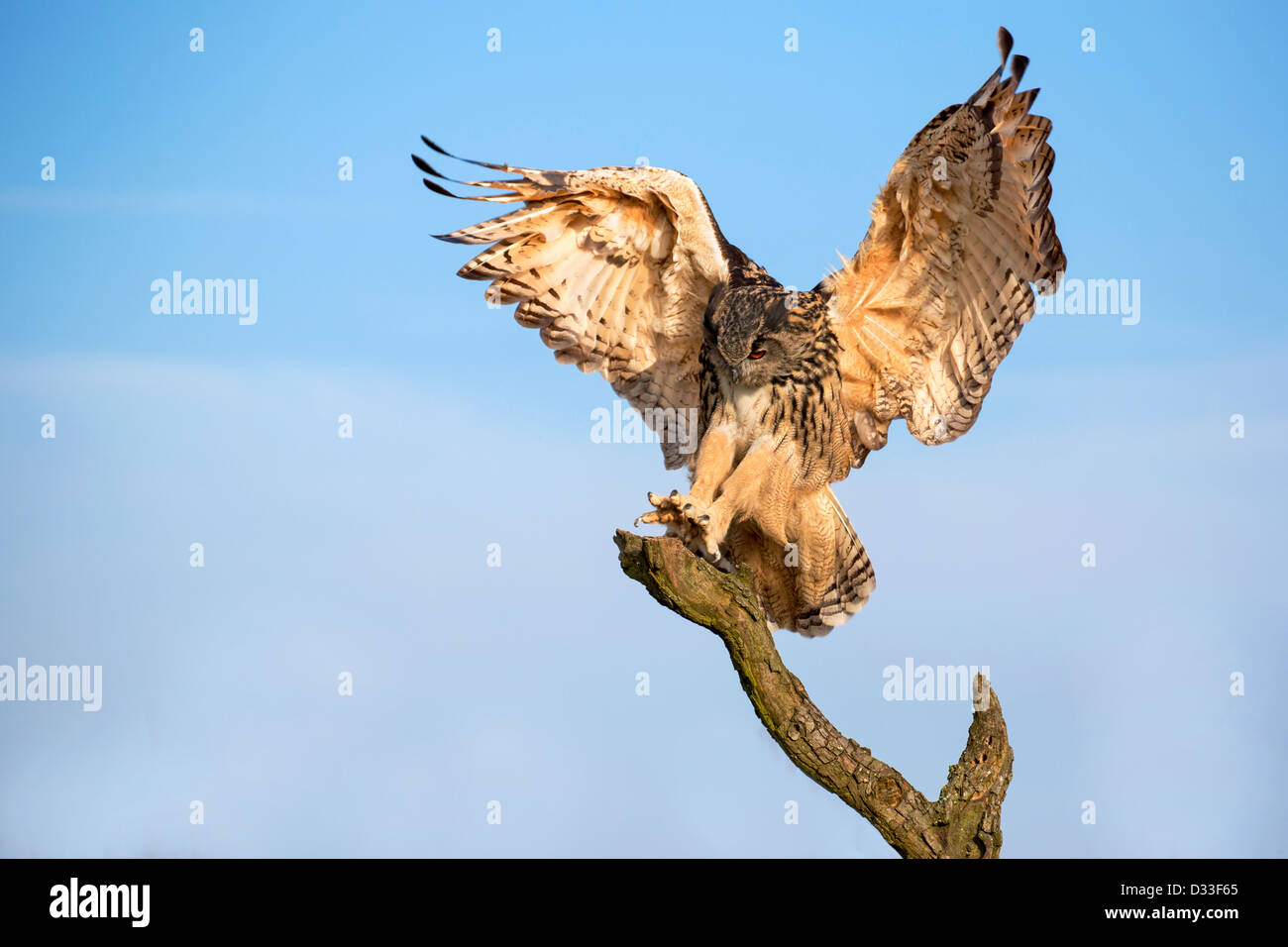 Hibou grand-duc Banque D'Images