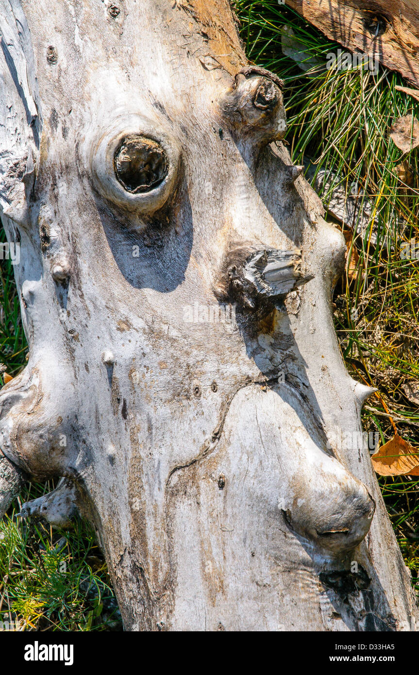 Un morceau de tronc de l'arbre à l'image d'un visage Banque D'Images