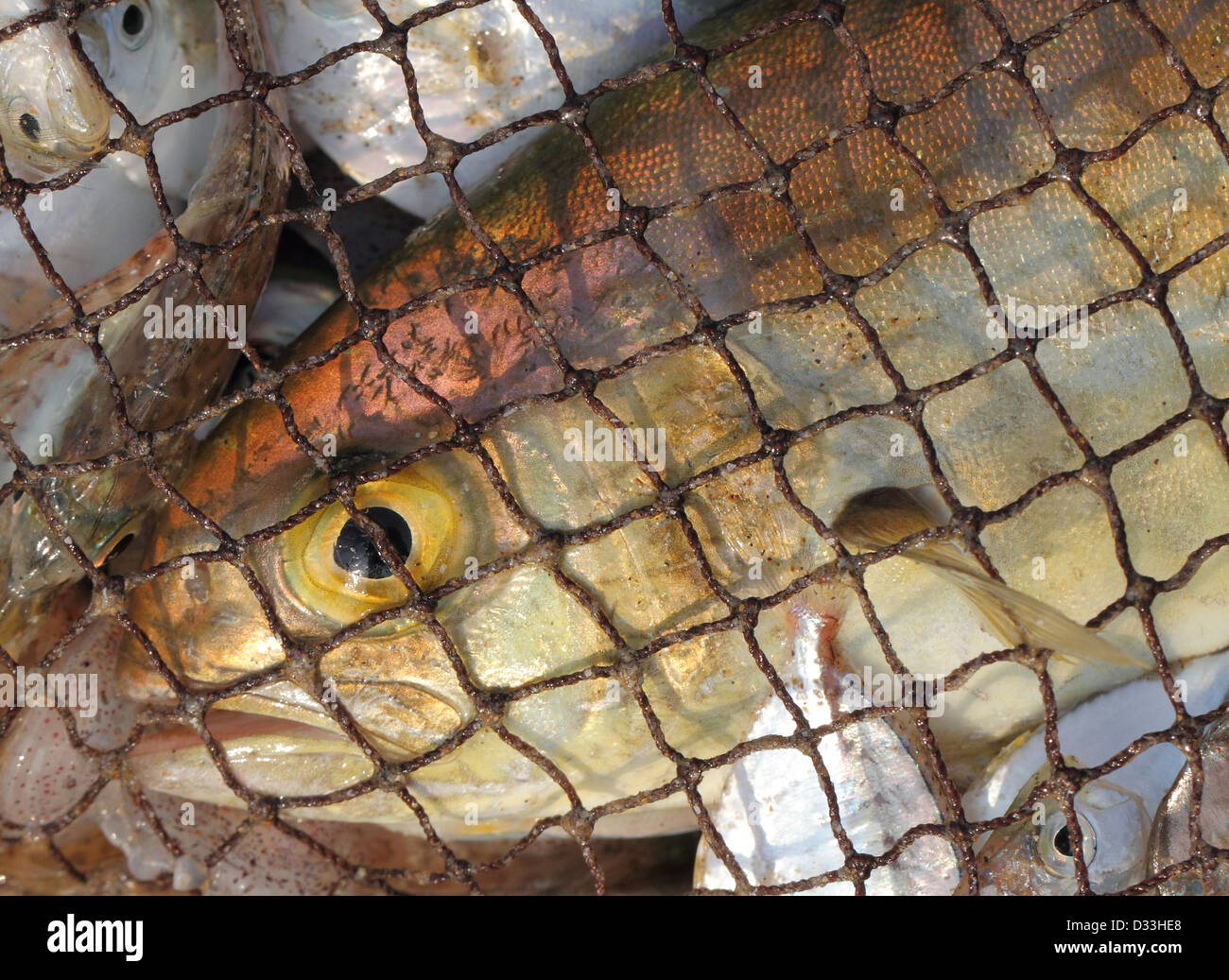 Poisson en filet de pêche close up Banque D'Images