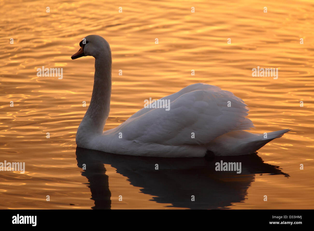 Château Semple Loch, Lochwinnoch, Renfrewshire, Écosse, Royaume-Uni, vendredi 8 février 2013. Un cygne au lever du soleil dans le parc national du Château Semple Banque D'Images