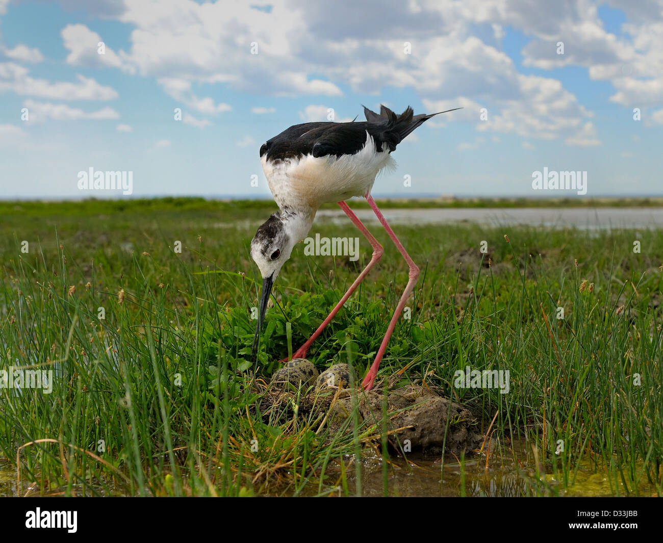 Black-winged Stilt in nest Banque D'Images