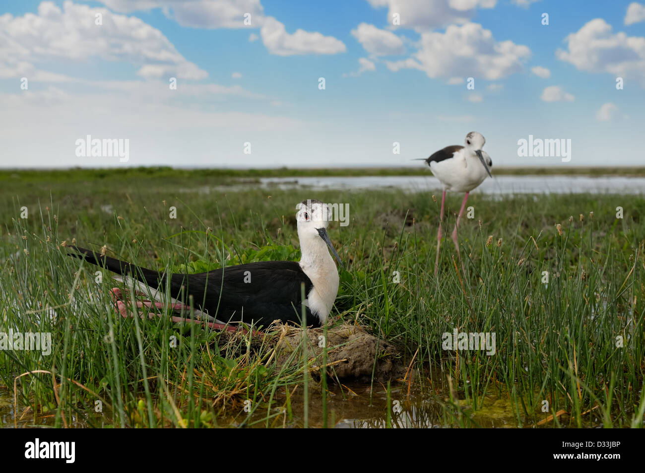 Black-winged Stilt in nest Banque D'Images