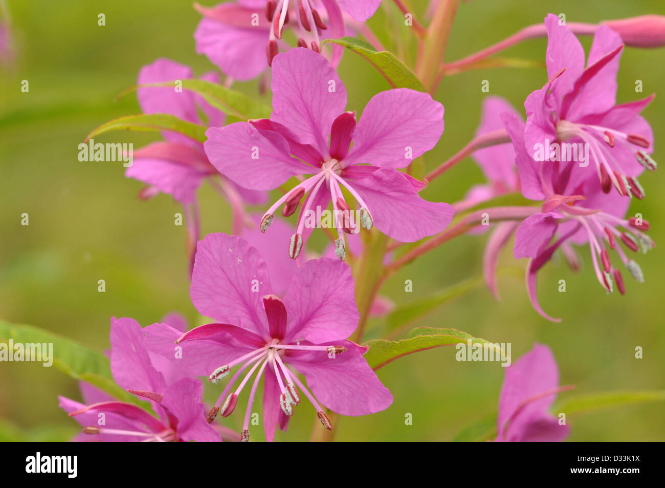 Rosebay Willowherb Banque D'Images