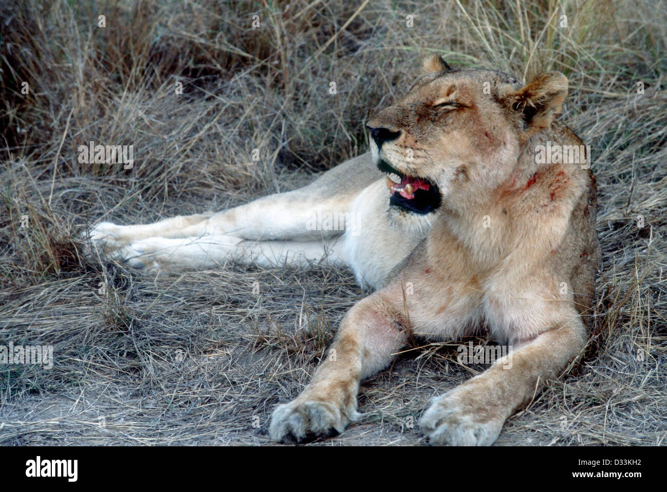 Lionne après un kill, sang sur la fourrure, Sabi Sands, Afrique du Sud Banque D'Images